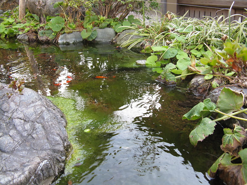 善慶寺に出来たせせらぎ