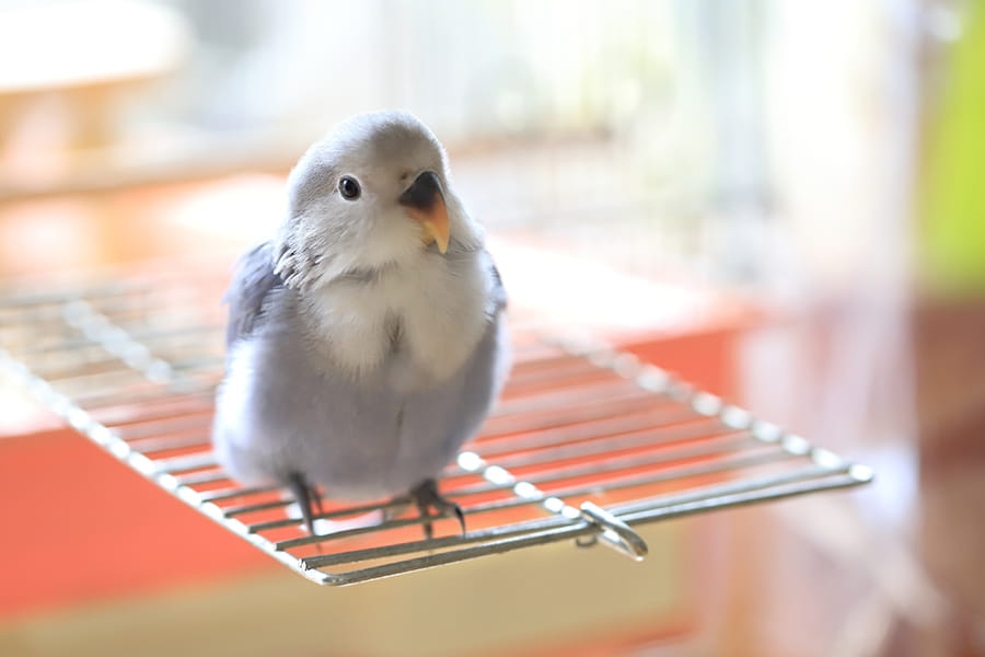 ペットたち